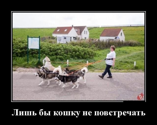 Новые демотиваторы и невезучие коты