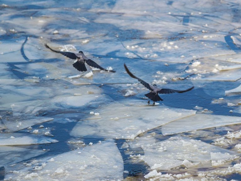 Уровень воды в латвийских реках продолжает снижаться