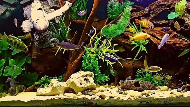 Тест: сможешь заметить морского конька, спрятавшегося в аквариуме, за пять секунд?