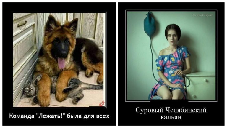 Новые демотиваторы и команда лежать