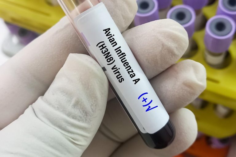 В Китае зарегистрирована первая смерть человека от птичьего гриппа H3N8