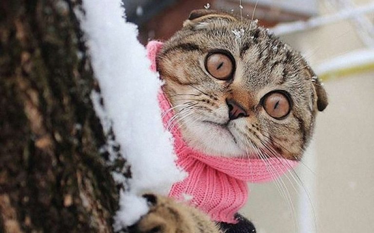 В пятницу будет преобладать сухая погода, а в воскресенье ожидается снег
