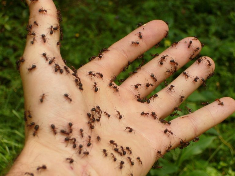 Начинается дачный сезон: вот несколько способов защиты деревьев от муравьев