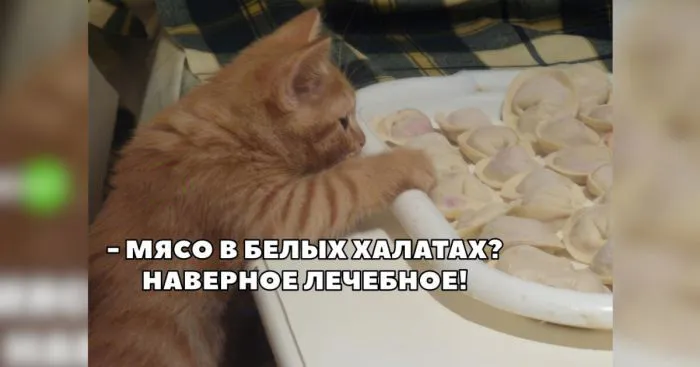 Рафаелло с мясом: шутки и мемы про пельмени