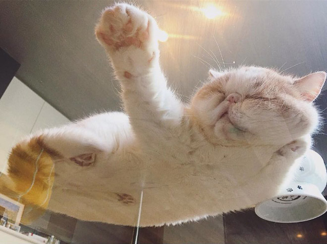 Котики на стеклянных столах — неожиданный взгляд на мироздание, которым можно наслаждаться вечно