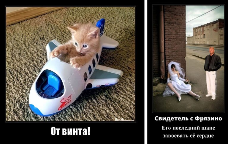 Новые демотиваторы и котятка готов взлетать