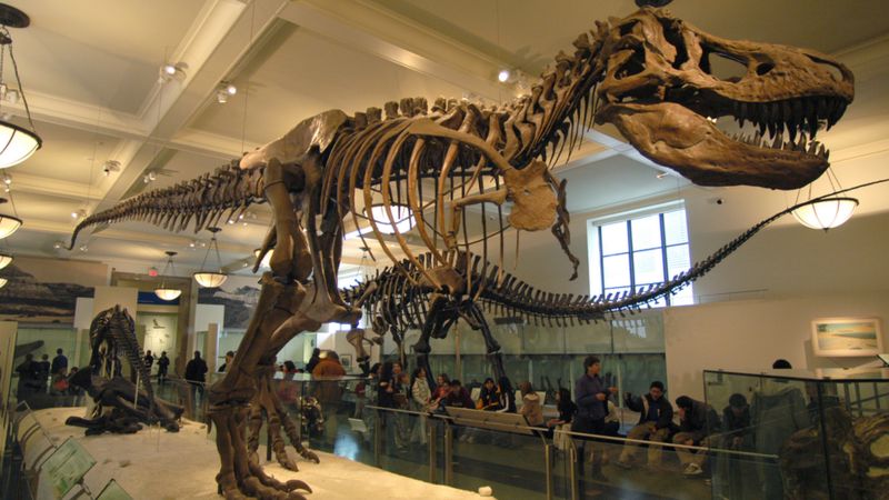 11-метровый скелет самого известного динозавра Tirannosaurus Rex ушел с аукциона за 5,3 млн долларов