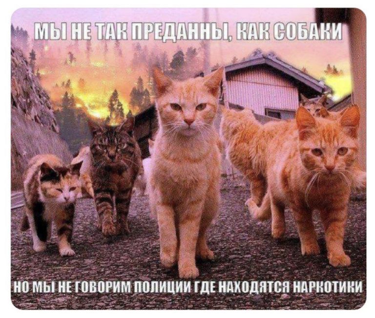 Юмор за день, Козерог и 11 лентяев