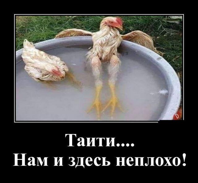 Новые демотиваторы и куриный суп