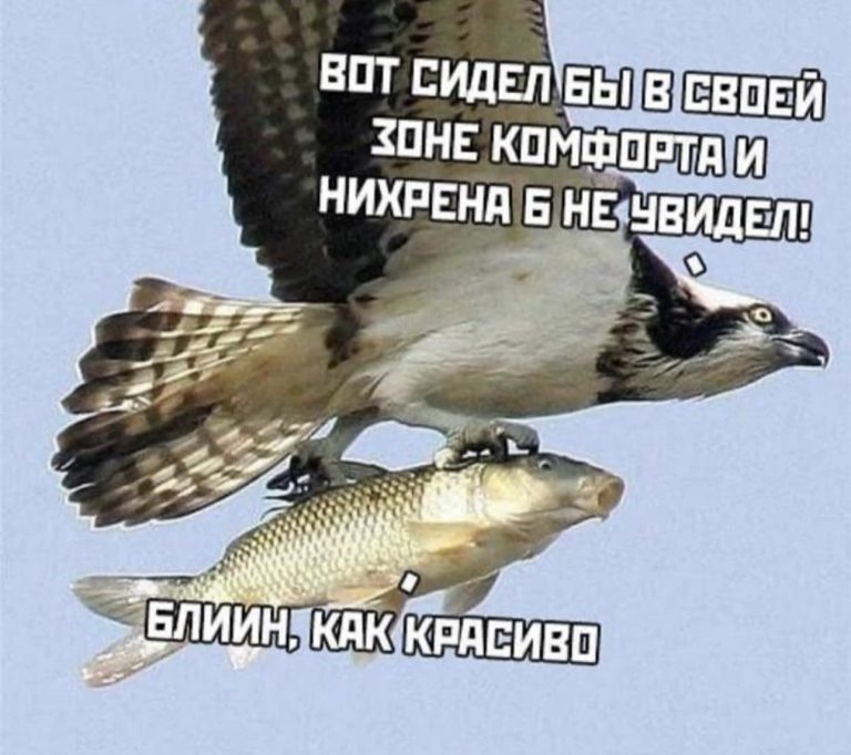 Юмор за день и зона комфорта
