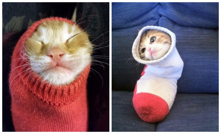 Котики в носке: возможно, лучшее и самое милое, что вы увидите сегодня!