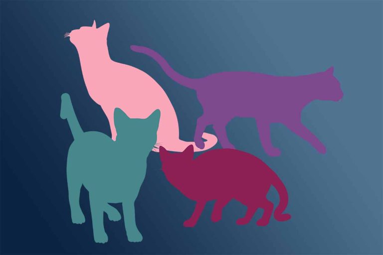 Тест личности: выберите кошку и узнайте, как вы справляетесь с жизненными трудностями