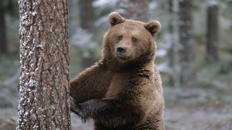 На границе России с Финляндией медведь напал на пограничника. Спасло его чудо
