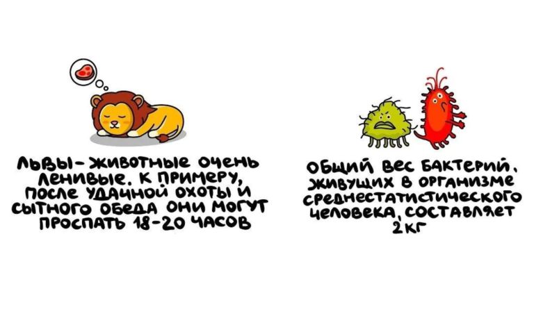 Сколько калорий в 100 граммах дыни? 15 фактов, которые позволят сойти за умного