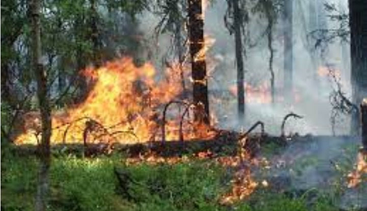 В Марупской волости горит 5 гектаров леса. За сутки — 70 вызовов на пожары по Латвии