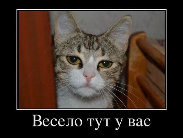 Новые демотиваторы и весело тут у вас