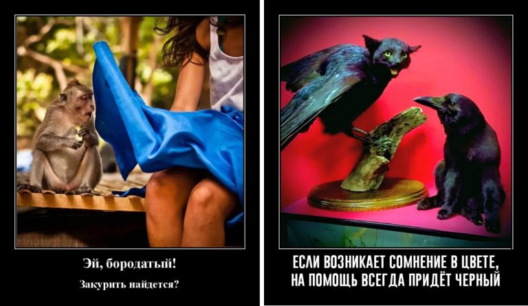 Новые демотиваторы и черный спешит на помощь