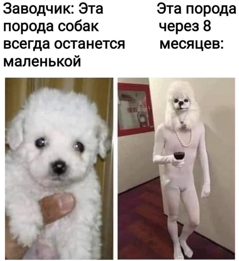 Юмор за день и экзистенциальный эксгибиционист