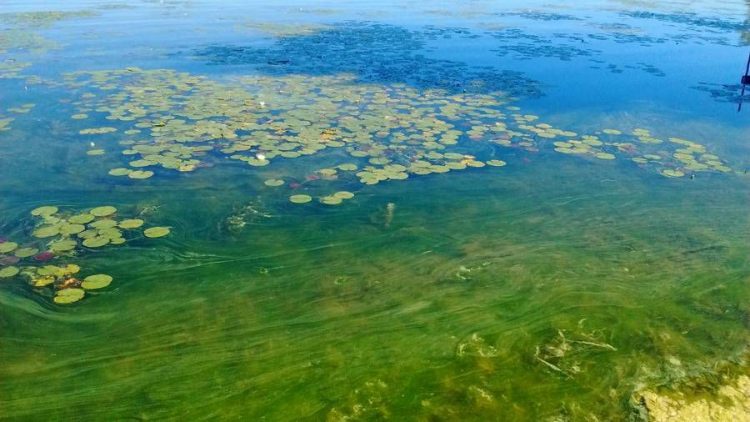 В озере Пабажу обнаружены опасные водоросли