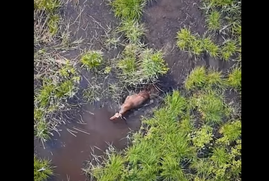 «Latvijas valsts meži» сняли на видео лося, наслаждающегося водными процедурами