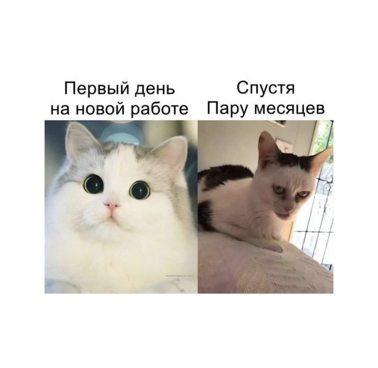 Юмор за день и Кунислав