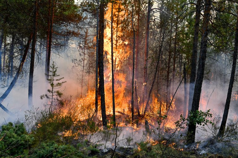 Уже почти 500 га леса в Латвии уничтожили пожары