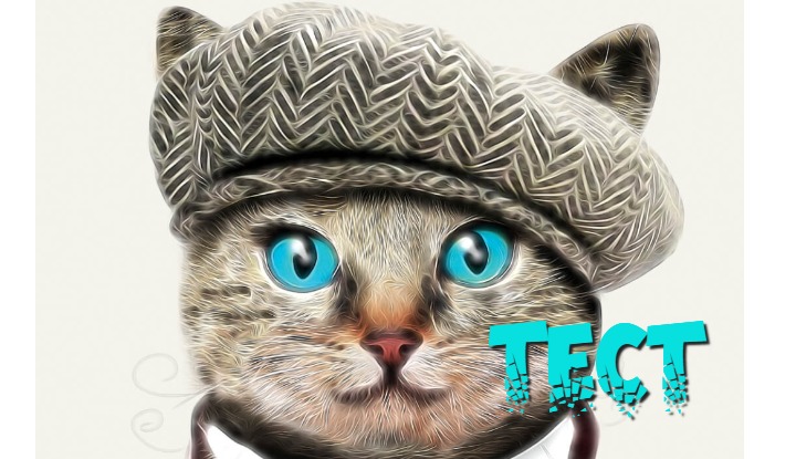 Иллюзия с котом: тест на отношение к жизни