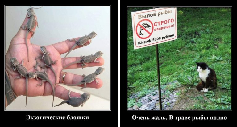 Новые демотиваторы и экзотические блошки