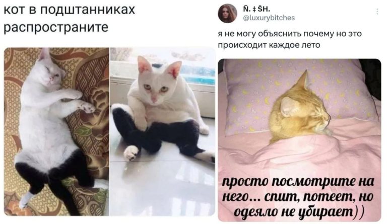 Мурчащий пост: шутки и мемы про котов