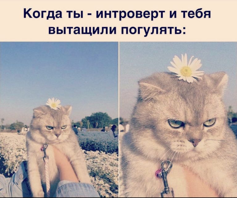 Юмор за день и семейные сплетни