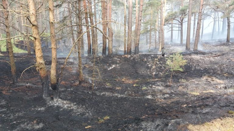 В Талсинском крае горит лес на площади более 4 га