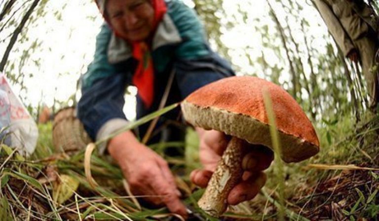Штраф за сбор грибов в неположенном месте — 1 500 евро. Грибников призывают быть осторожными