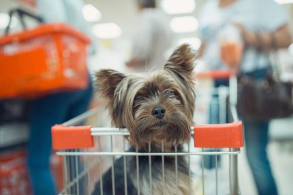 В «Domina Shopping» теперь можно прийти с собаками