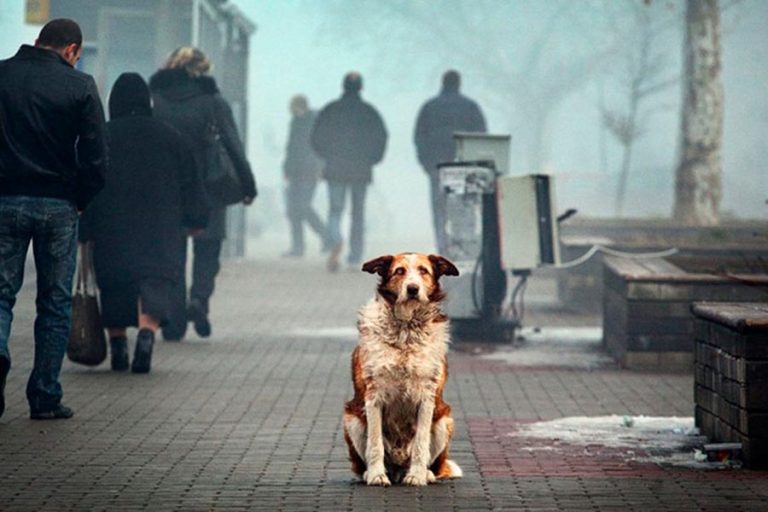 В Риге утвердили службу спасения пострадавших животных