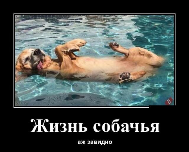 Новые демотиваторы и жизнь собачья
