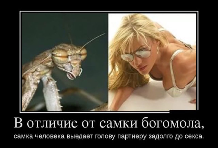Новые демотиваторы и самка богомола