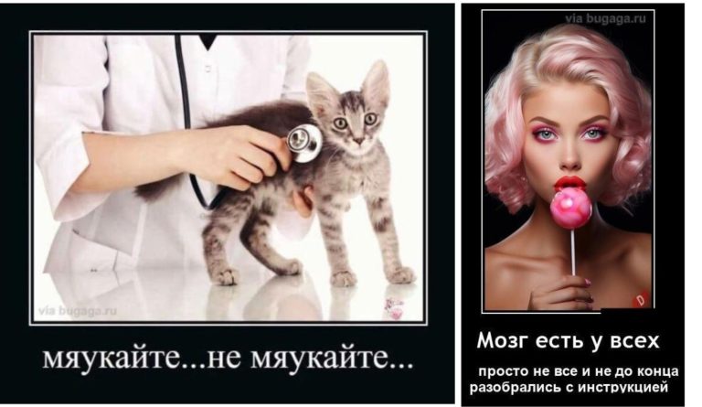 Новые демотиваторы и не мяукайте