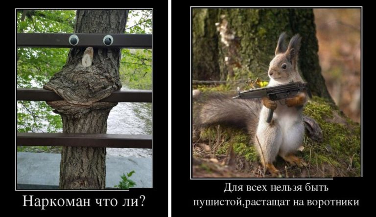 Новые демотиваторы и белка с автоматом