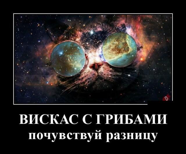 Новые демотиваторы и вискас с грибами