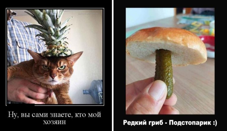 Новые демотиваторы и редкий гриб