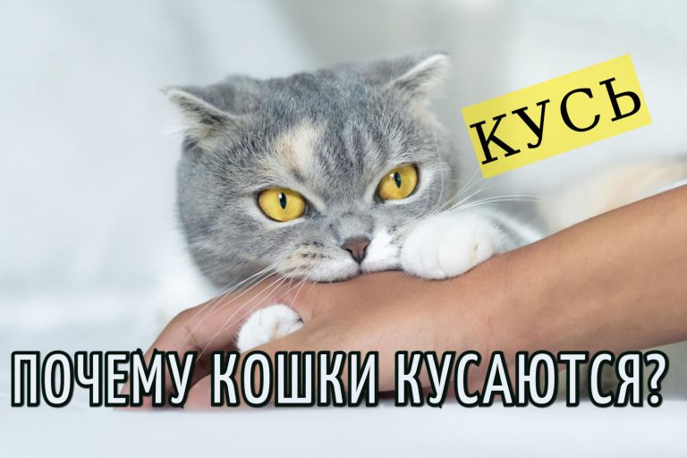 Что на самом деле означает, когда вас кусает кошка?
