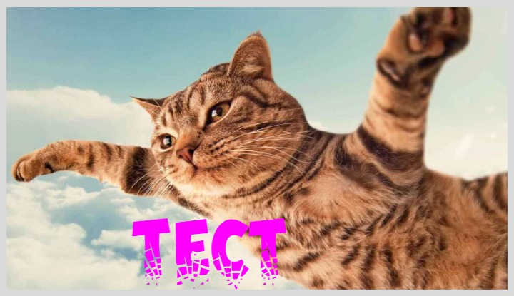 Немецкий «кошачий» тест на скрытый талант: моментальный результат
