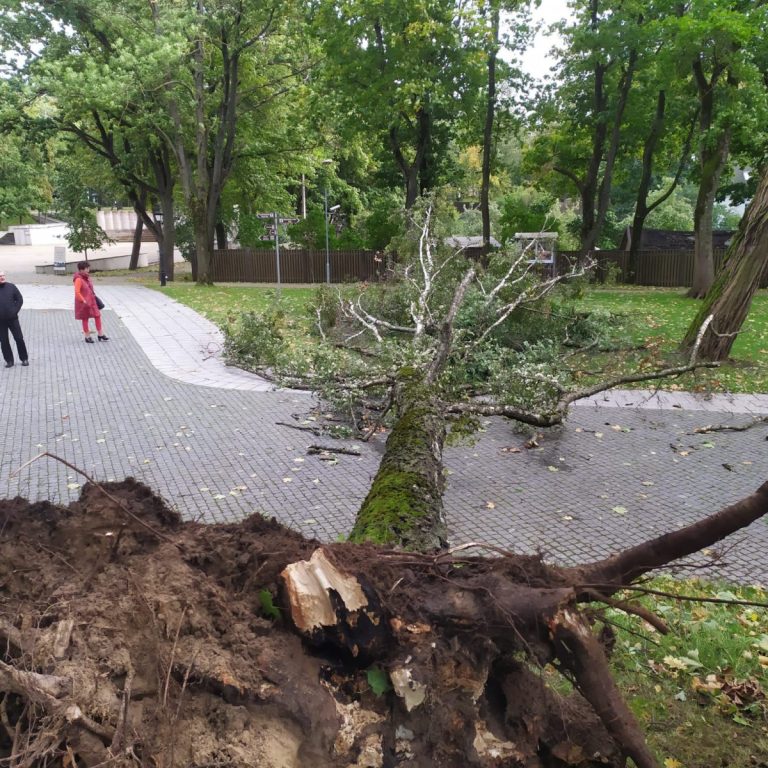 Из-за урагана рижанам не рекомендуется посещать рижские парки и Межапарк