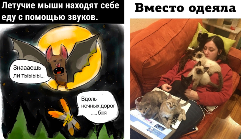Прикольные картинки с надписями и летучие мыши