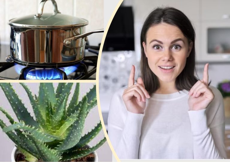 Зачем нужно держать на кухне алоэ. Cекрет идеальных домохозяек