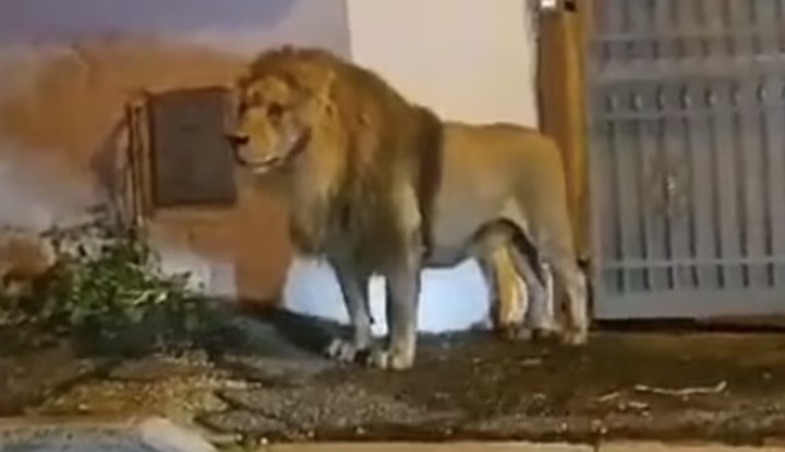 Шокирующее видео: сбежавший из цирка лев ходит по городу