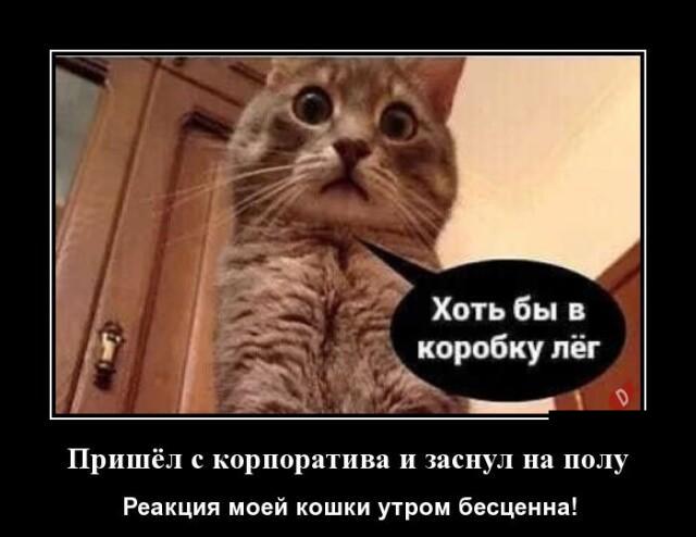 Новые демотиваторы и возвращение с корпоратива