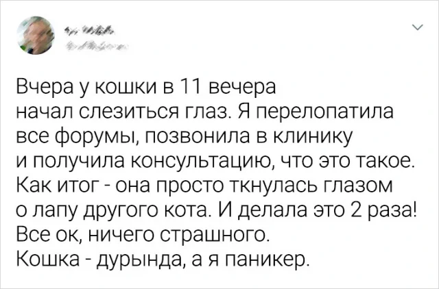 Смешные и хвостатые: подборка забавных твитов, посвященных животным