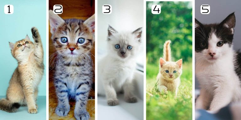 Личностный тест: котенок, которого вы выберете, определит, являетесь ли вы прощающим человеком