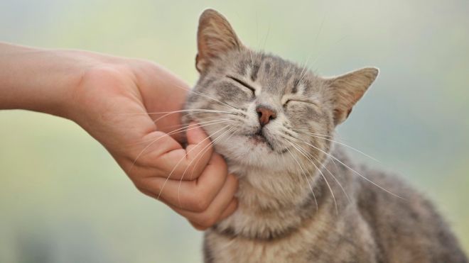 Как кошки выражают свою нежность: 10 способов, которыми они признаются вам в любви